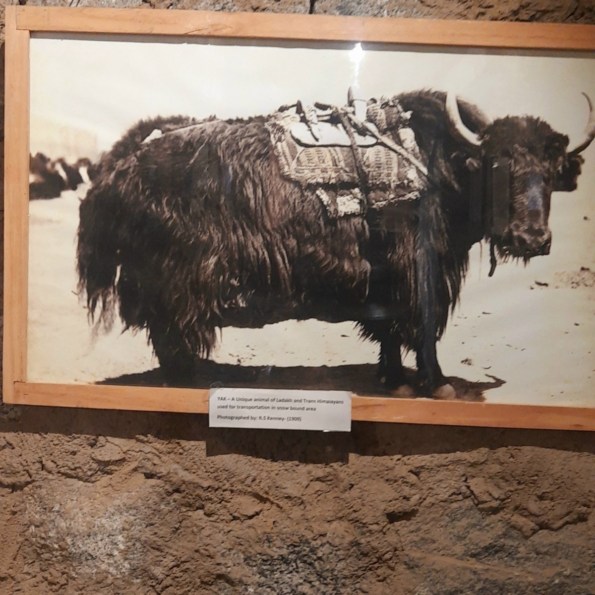 Ladakh tip#5 Learn more abouth Leh history @Central Asia&nbsp;Museum